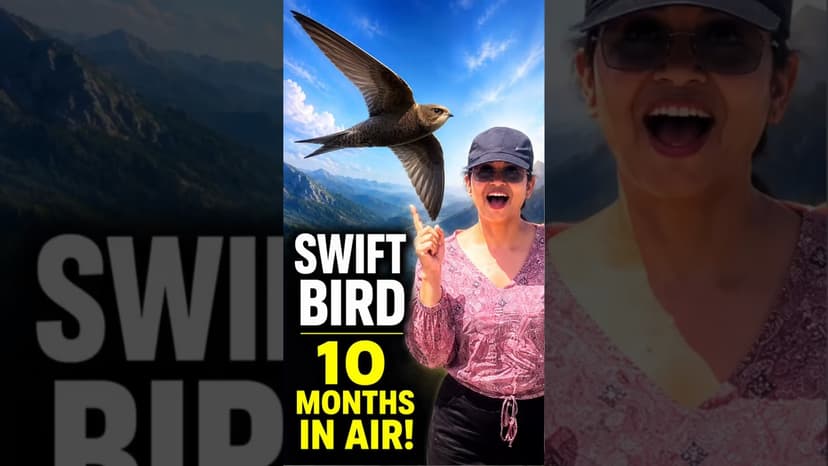Swift Bird Mystery: How Can a Bird Stay in the Air for Months?